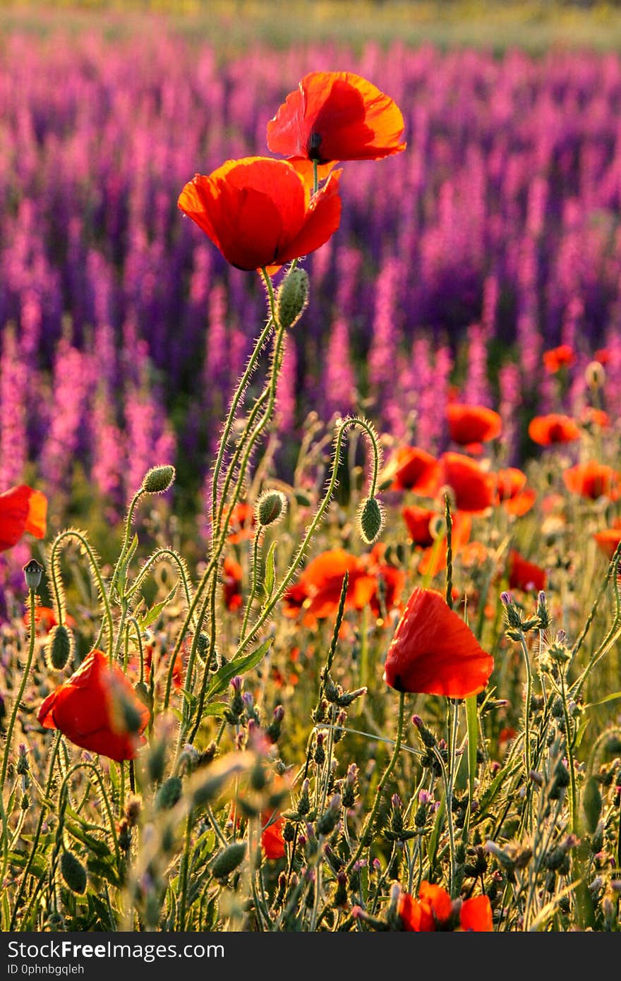 Scenic summer colorful field of poppies