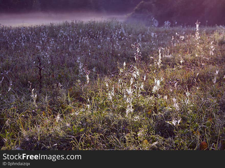 Many dewy spider webs after sunrise in meadow and fog