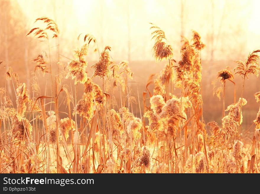 Dry reeds grass at sunset. Landscape of reeds grass background. Autumn reeds grass background