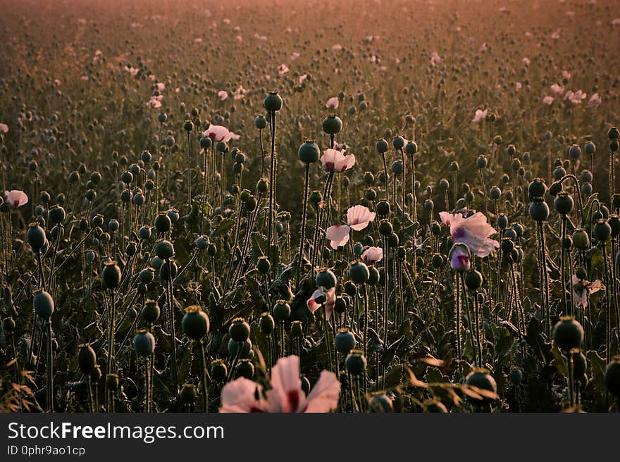 focus on flower, flower closeup, detail. focus on flower, flower closeup, detail