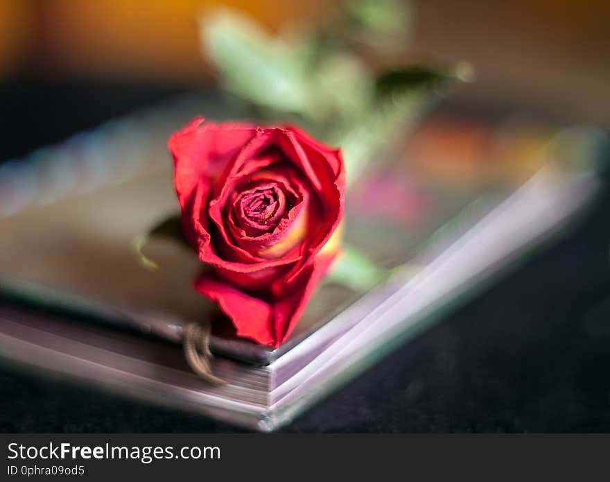 Dried red rose lying on the pages of an old vintage book with a blurred background