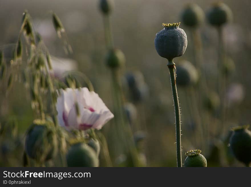 Closeup on flower