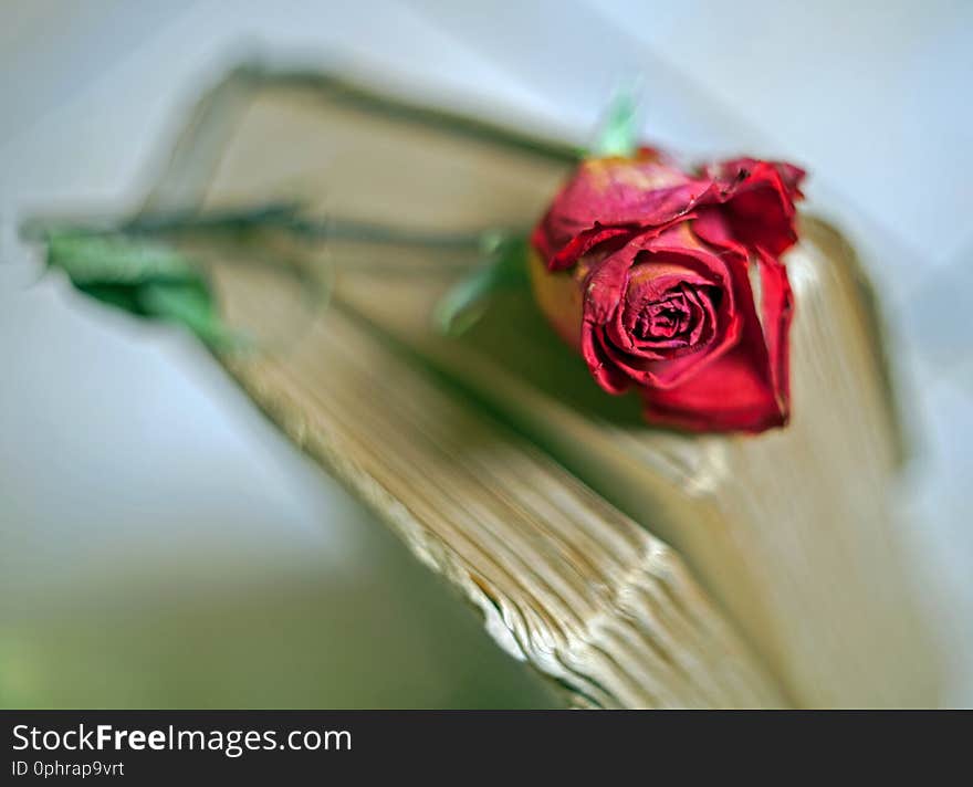 Dried red rose lying on the pages of an old vintage book with a blurred background