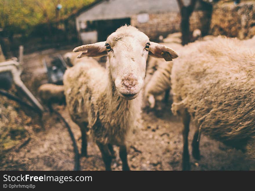 Sheep on the farm. Growing farm animals. Production of raw materials for the manufacture of wool yarn. Sheep`s wool