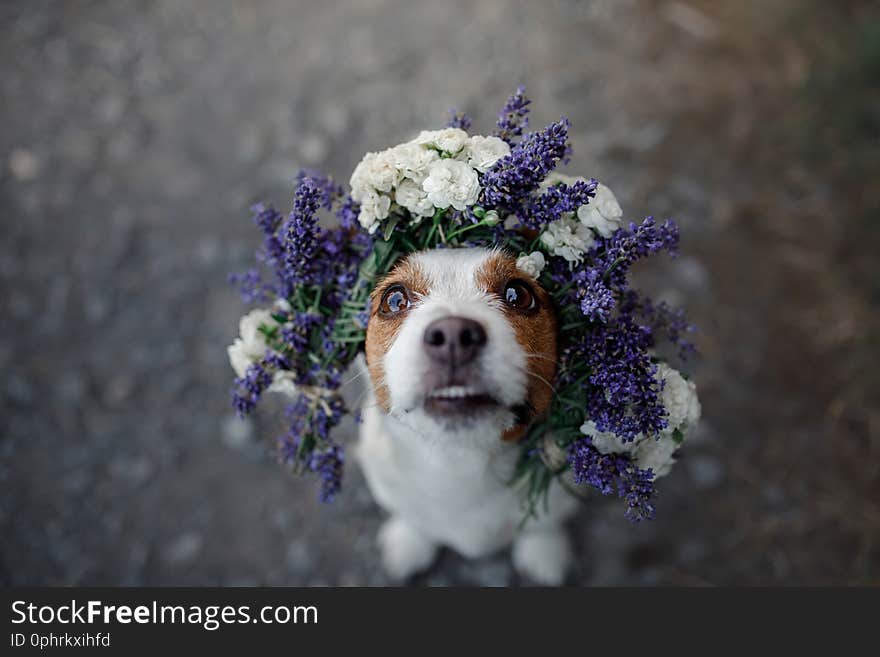 Funny dog in a flower wreath. Happy pet. Cute Jack Russell Terrier