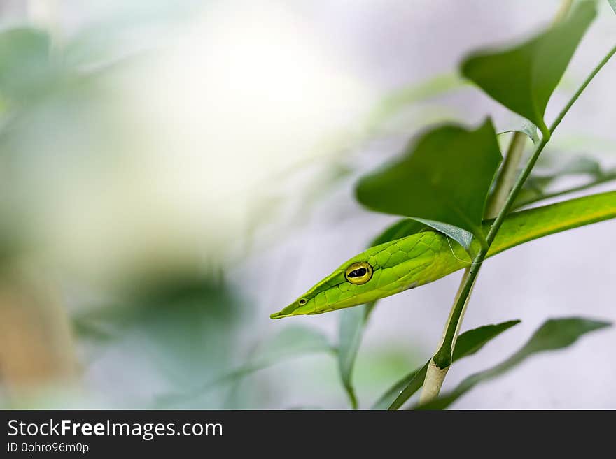 Closeup healthy Oriental whip snake or Green viper Ahaetulla prasina wiggle or resting on tree.