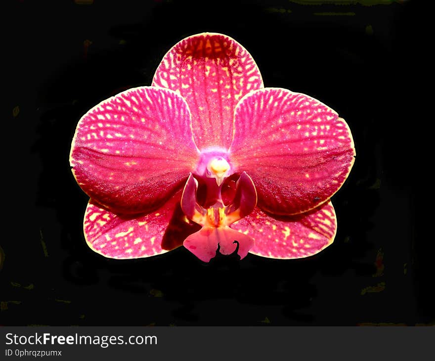 Close up of a Moth Orchid Pink Phalaenopsis on a black background