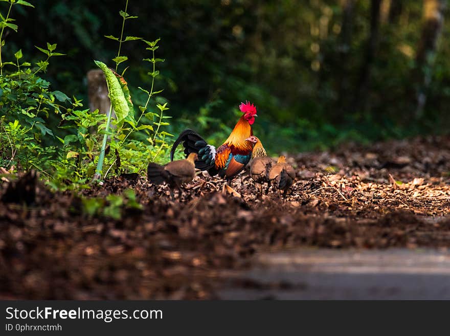 The Red Jungle fowl of Nature in Thailand.