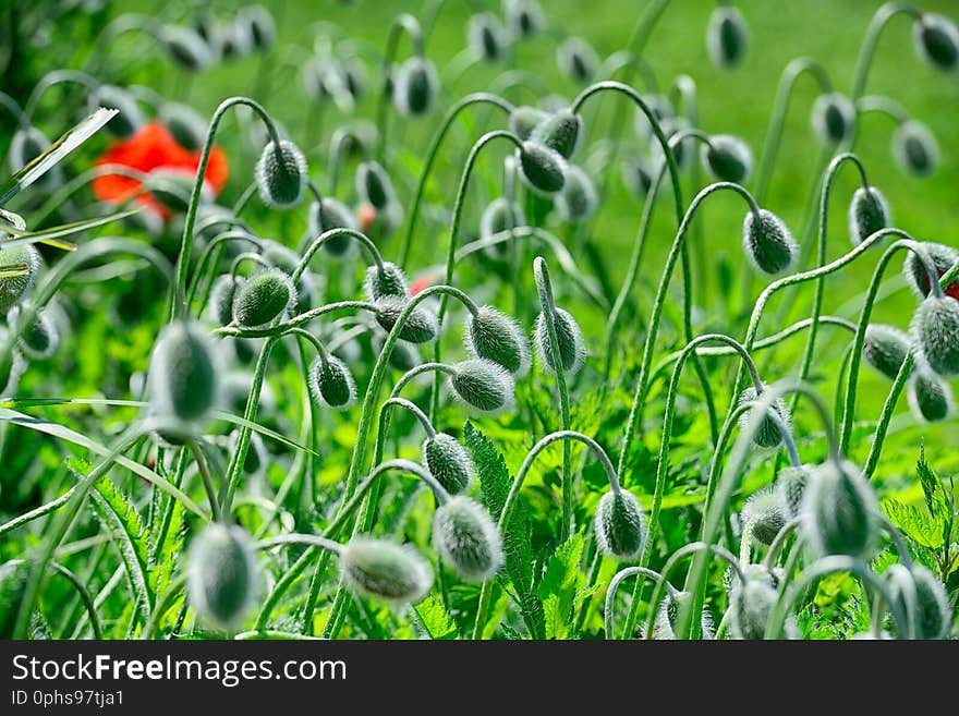 Flowering from june til august , produce big red flowers, is addictive and poisonous , bread seed poppy. Flowering from june til august , produce big red flowers, is addictive and poisonous , bread seed poppy