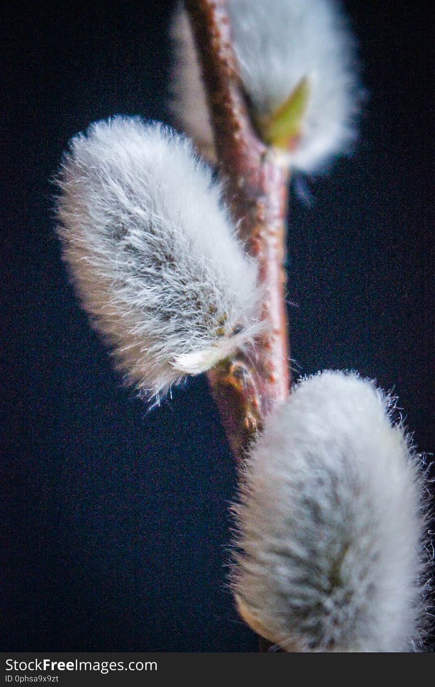 Willow. Early spring willow catkins. A branch with swollen buds for Easter decoration. A willow branch pointing upwards as a symbo