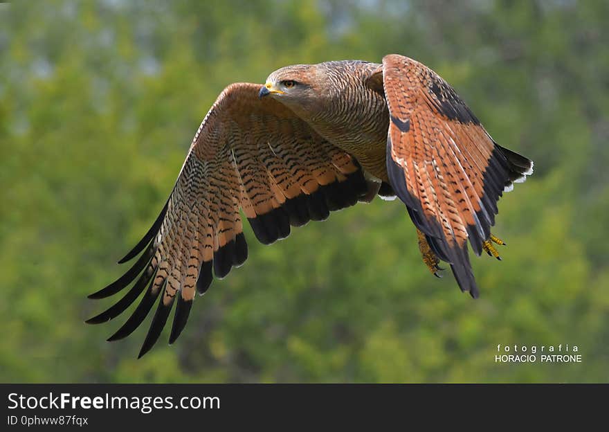 HORACIO PATRONE : NIKON D 500 LENS NIKKOR AF-S 300/4 D IF ED +TC 1.4, . fotografia Horacio Patrone.. CEIBAS- ENTRE RIOS prov. BUENOS AIRES...&#x28; ARGENTINA &#x29;. HORACIO PATRONE : NIKON D 500 LENS NIKKOR AF-S 300/4 D IF ED +TC 1.4, . fotografia Horacio Patrone.. CEIBAS- ENTRE RIOS prov. BUENOS AIRES...&#x28; ARGENTINA &#x29;