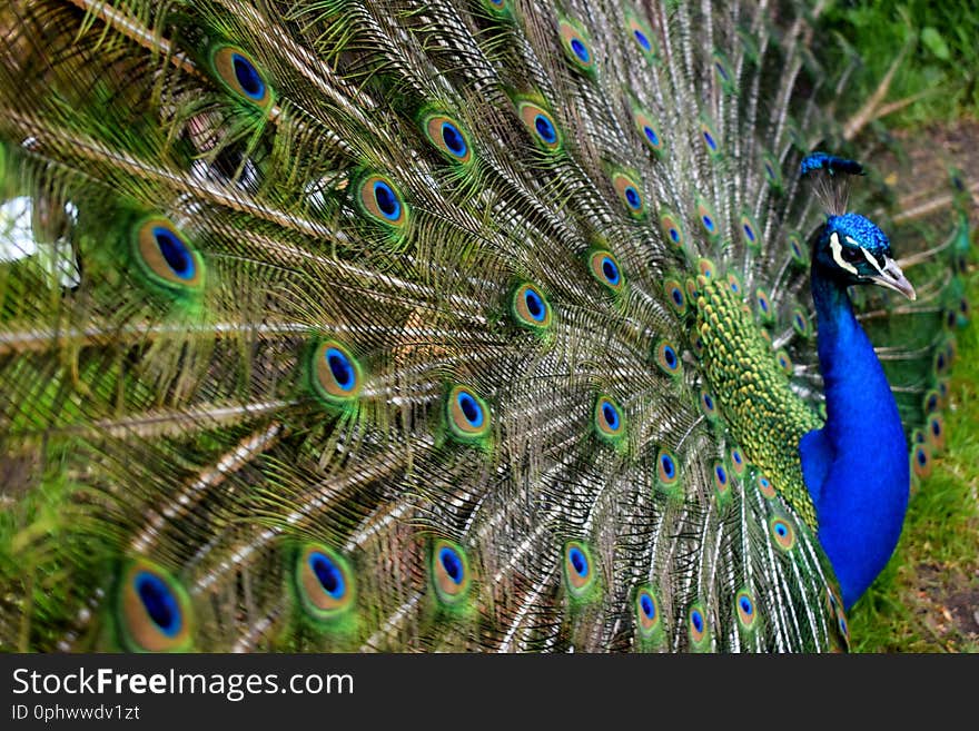 #peacock #isle #feathers #animal #nature #berlin #colour