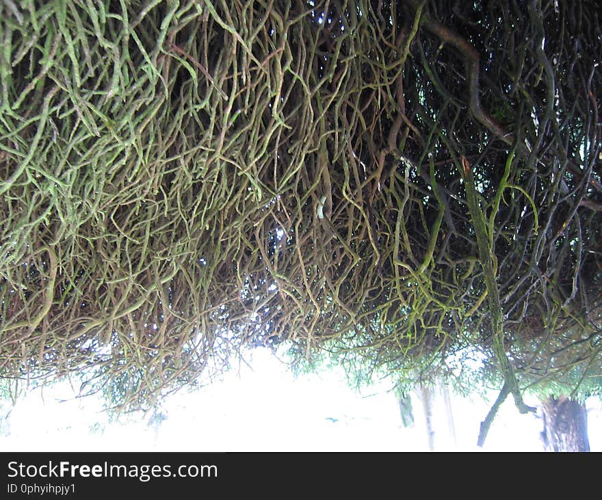 Stem Root of Tree at Bukit Jamur Rancabolang Ciwidey West Java Indonesia