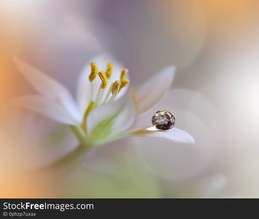 Beautiful Nature Background.Abstract Artistic Wallpaper.Art Macro Photography.Spring Flowers.Water drop.Plant,pure.White,yellow.