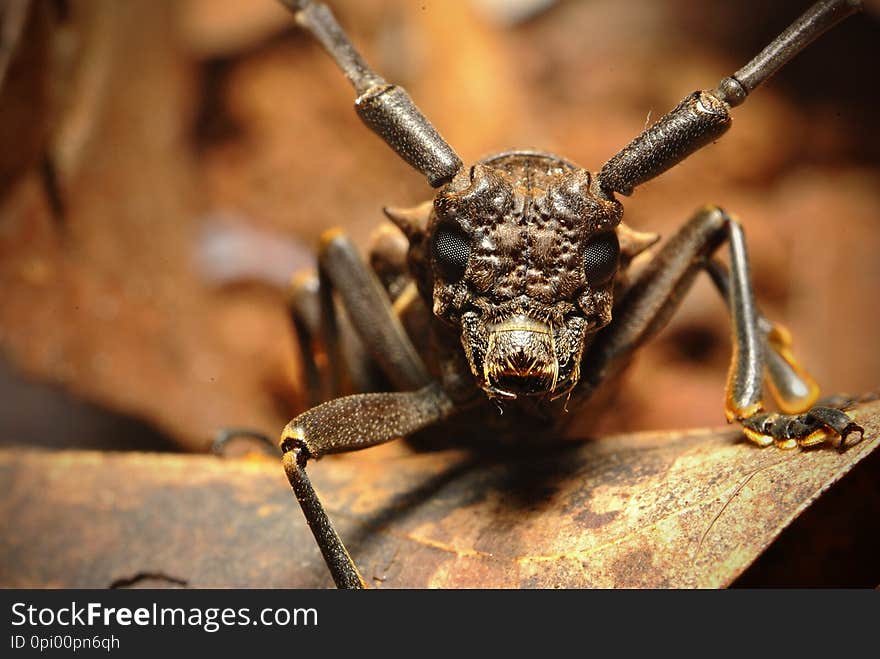 Face to face with longhorn beetle insect