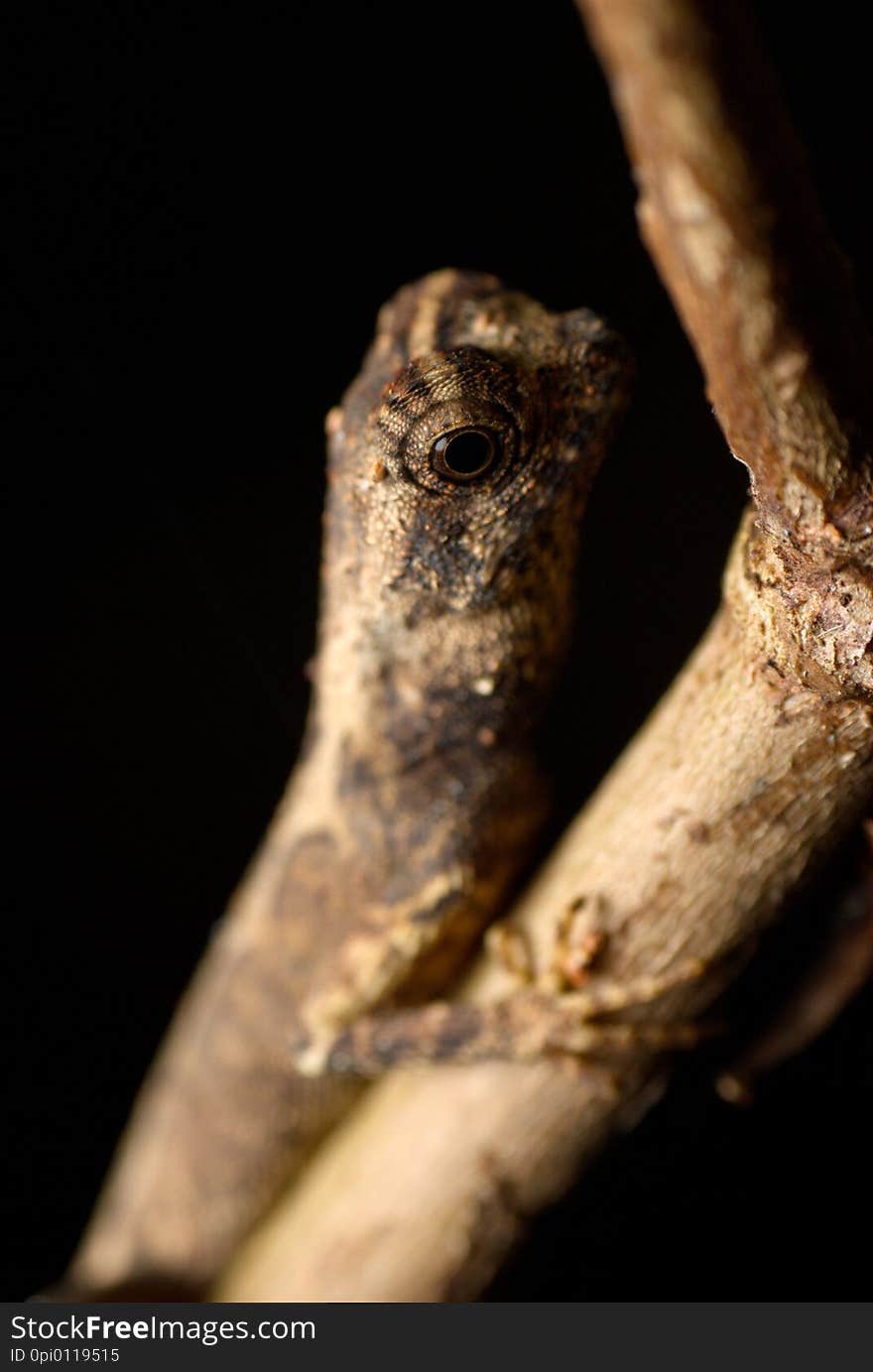 Close up eyes of geckos on blurred black background