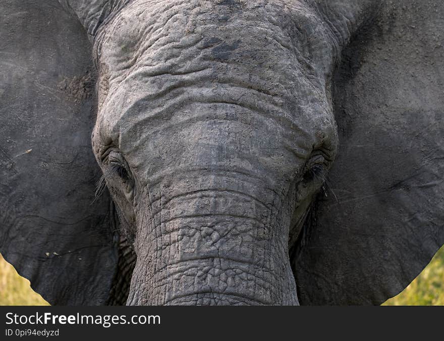 Close up of head of African elephant at the Sabi Sands Game Reserve, Kruger, South Africa.