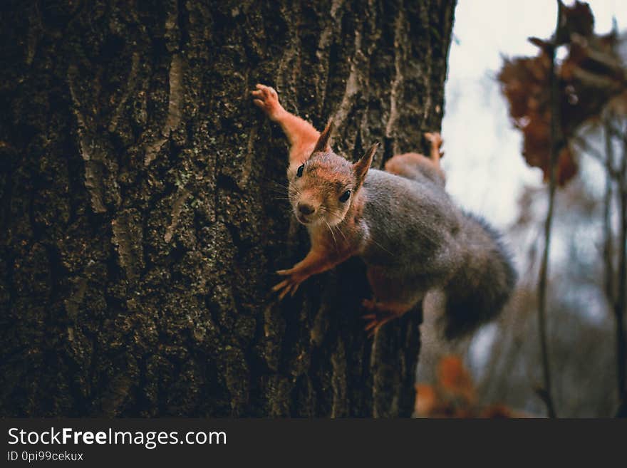 Squirrel with a nut on a tree