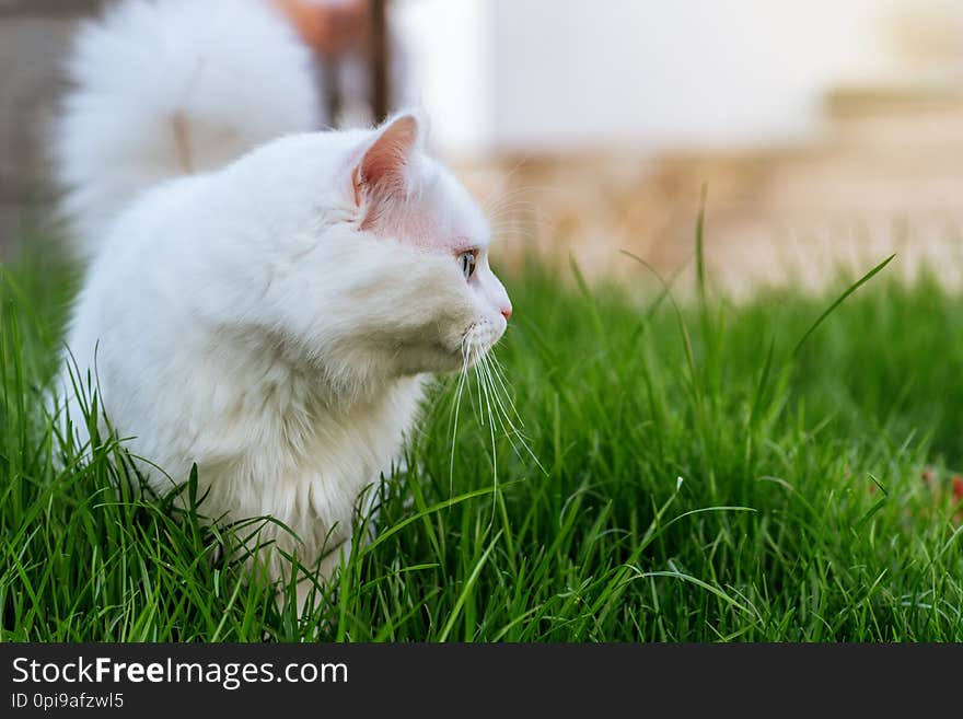 Cat Relaxing In Grass