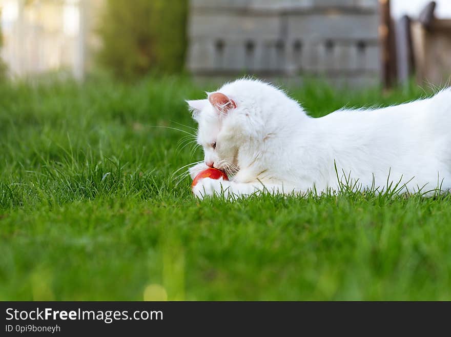 The cat plays with the red egg in a grass