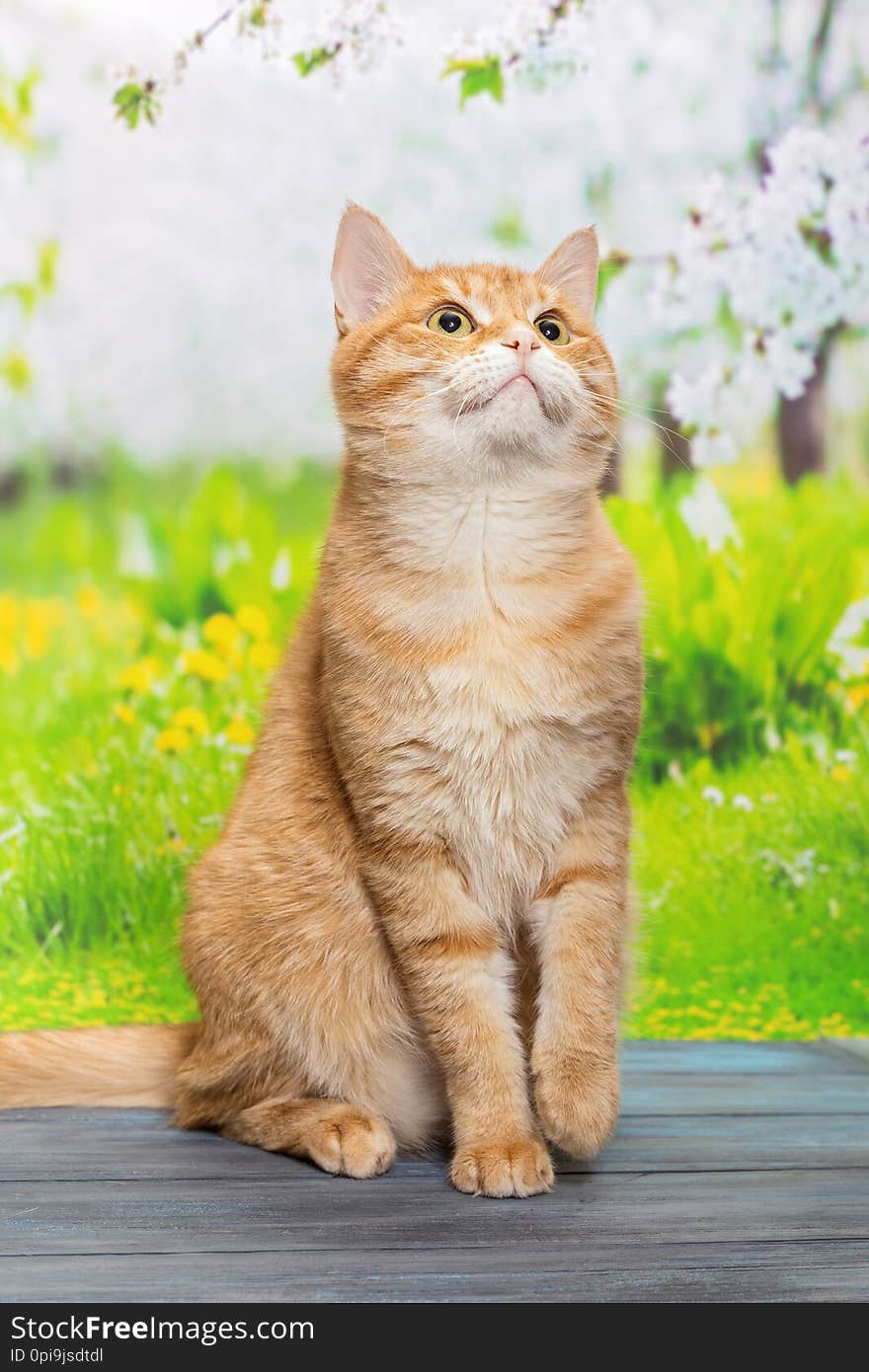 Big, red cat sitting on a blue wooden table, outdoor