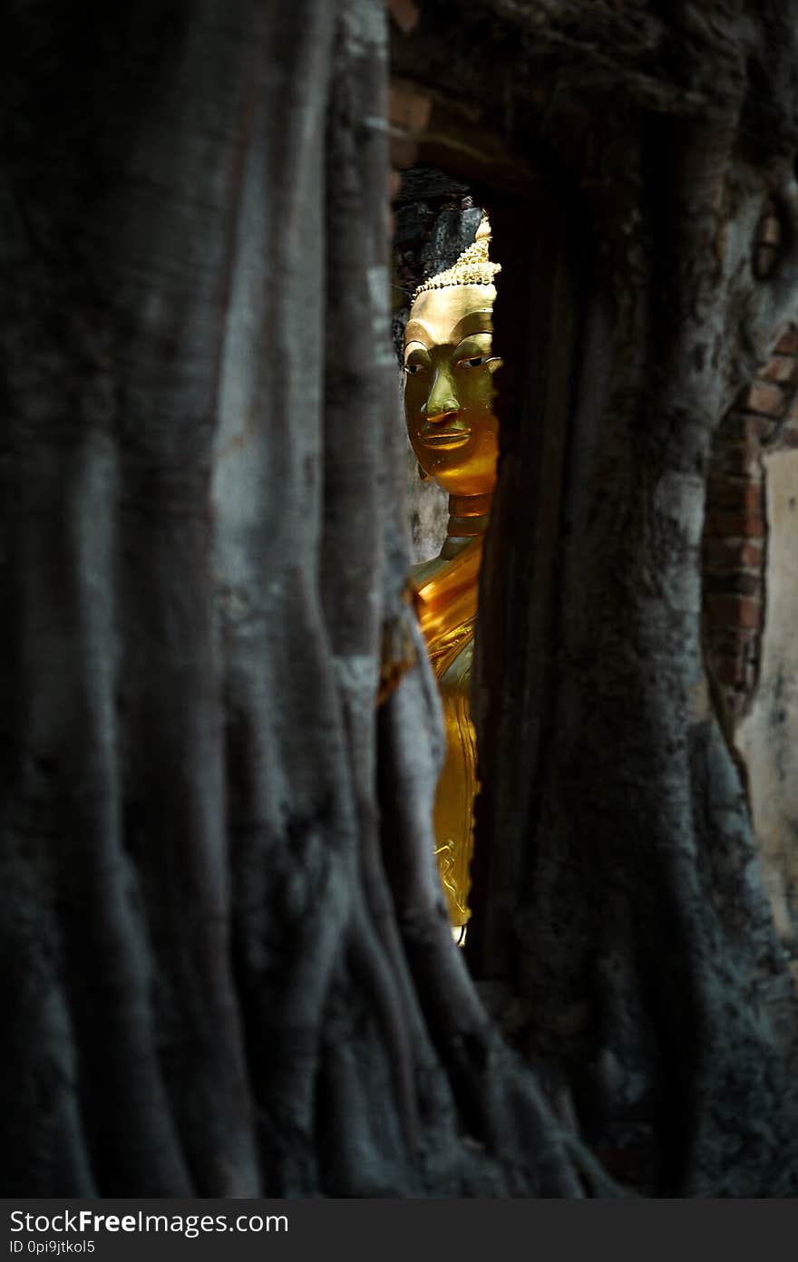 Close up gold buddha in the tree from thailand. Close up gold buddha in the tree from thailand