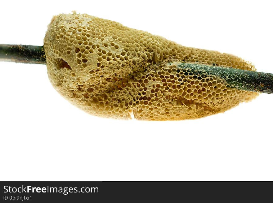 Hand holding honeycomb on bamboo branch and isolated on white background