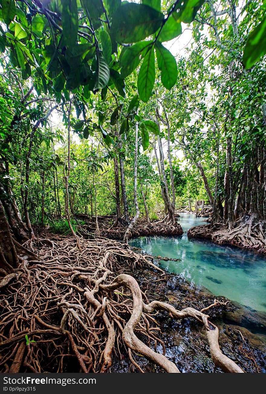 Mangrove forest and green water from krabi thailand. Mangrove forest and green water from krabi thailand