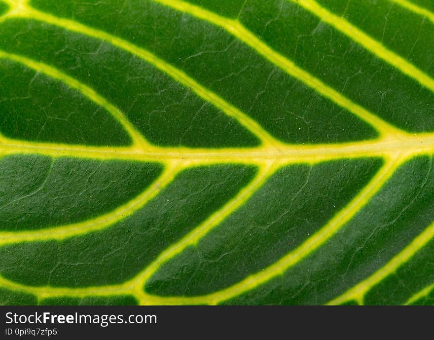 Fresh green leaf with clear vein close up