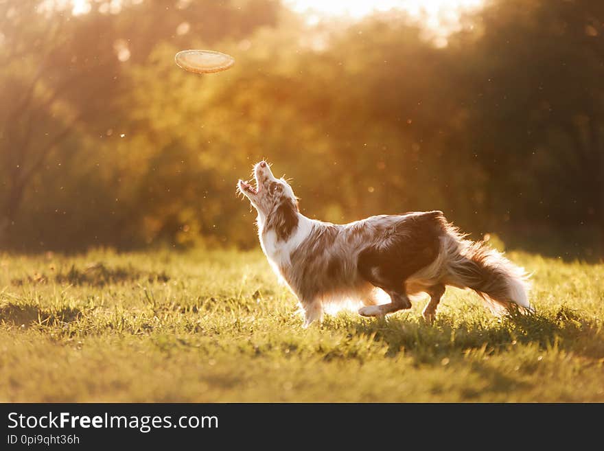 The dog is playing with the disc in nature, sunset. Active and funny border collie, pet plays