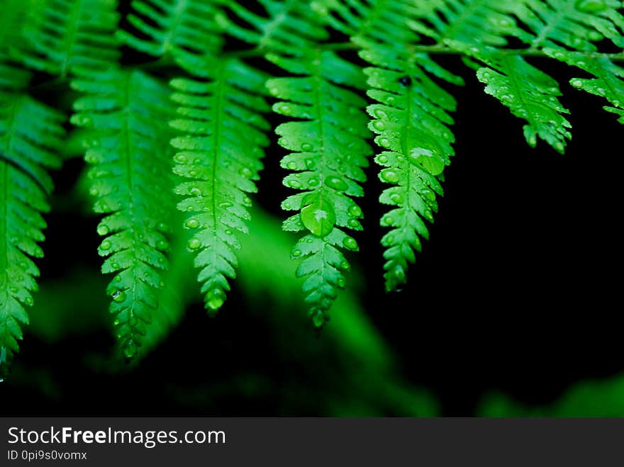 Drops on a fern leaves