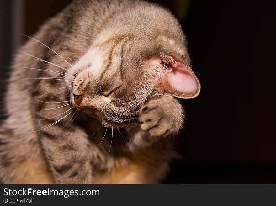 Washing the grey cat. Procedures after meals. Close up