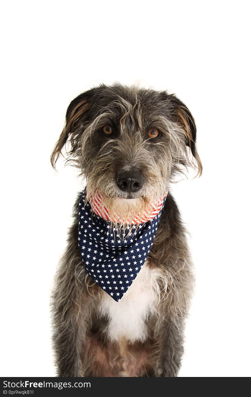 BLACK DOG WITH AMERICAN FLAG BANDANA. ISOLATED STUDIO SHOT ON WHITE BACKGROUND. INDEPENDENCE  DAY 4TH OF JULY CONCEPT