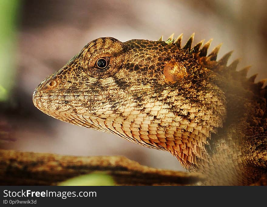 lizard   k   g blur background   bark chameleon. lizard   k   g blur background   bark chameleon