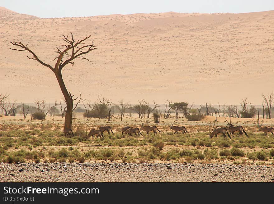 Oryx or antelope with long horns in the Namib Desert, Namibia