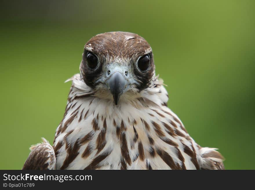 Bird of prey head & shoulders close up, while staring at the camera. Bird of prey head & shoulders close up, while staring at the camera