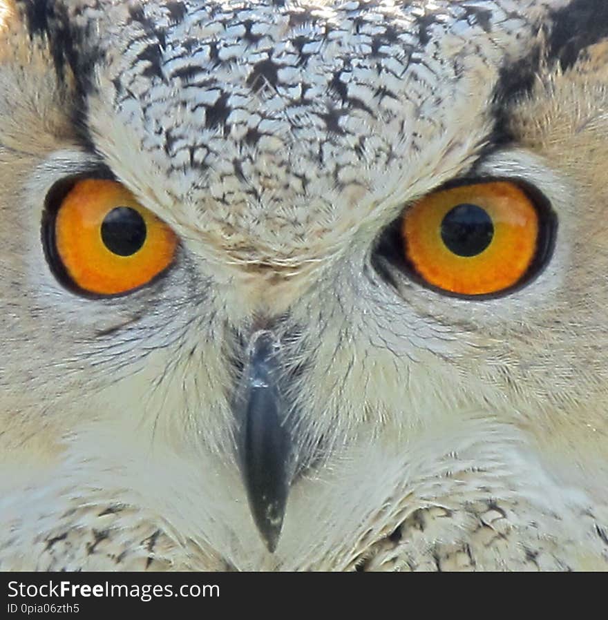 Close up of an Owls face staring at the camera with bright strong orange eyes. Close up of an Owls face staring at the camera with bright strong orange eyes