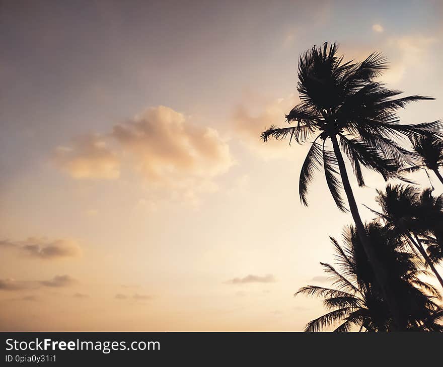 Silhouette of palm trees against sunset sky background