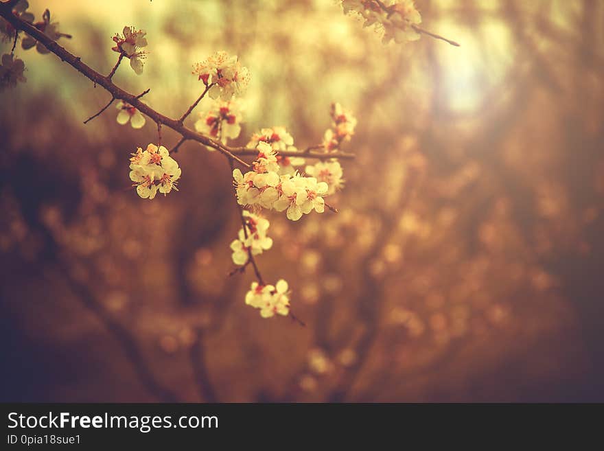 Apricot flowering. Spring flowers. Flowering tree. First