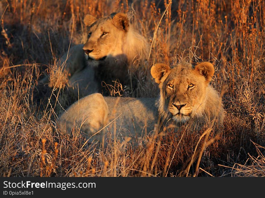 Two  Lions resting in long grass in the evening sun