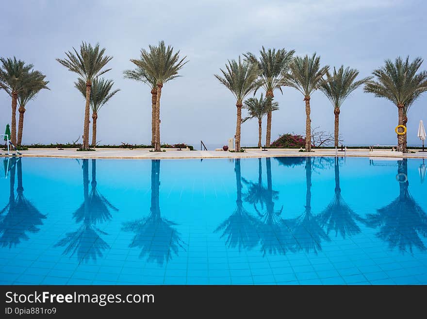 Palm trees against the sky reflected in a beautiful clean pool. Palm trees against the sky reflected in a beautiful clean pool