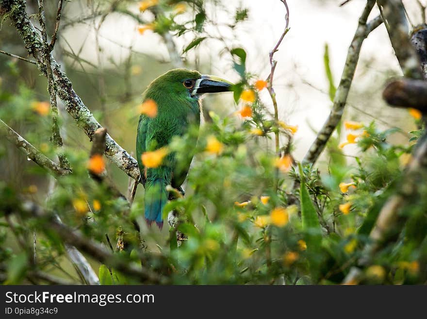 Blue-throated Toucanet, green toucan in the nature habitat, exotic animal in tropical forest, Colombia. Wildlife scene from nature