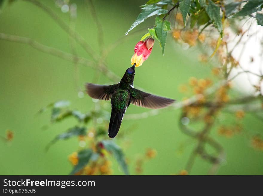 Colared inca howering next to yellow and orange flower, Colombia hummingbird with outstretched wings,hummingbird sucking nectar from blossom,animal in its environment, bird in flight,garden