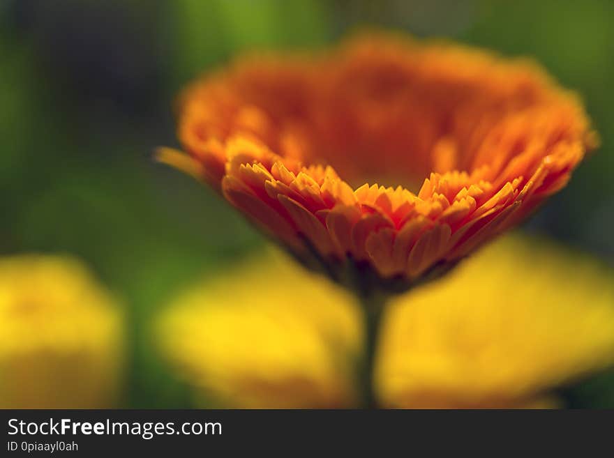 Fully bloom seasonal colorful flowers in field for sale. Fully bloom seasonal colorful flowers in field for sale