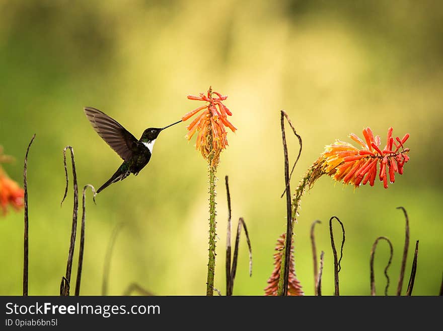 Greenish puffleg sitting on branch, hummingbird from tropical forest,Colombia,bird perching,tiny bird resting in rainforest,clear