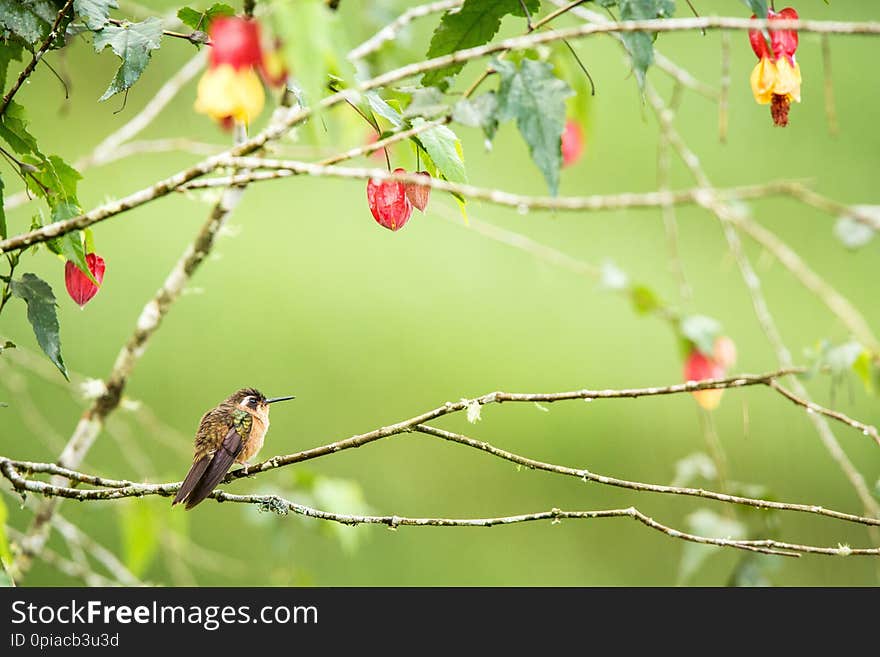 Speckled hummingb sitting on branch with yellow and red flowers, hummingbird from tropical forest,Colombia,bird perching,tiny beautiful bird resting on flower, garden,nature scene