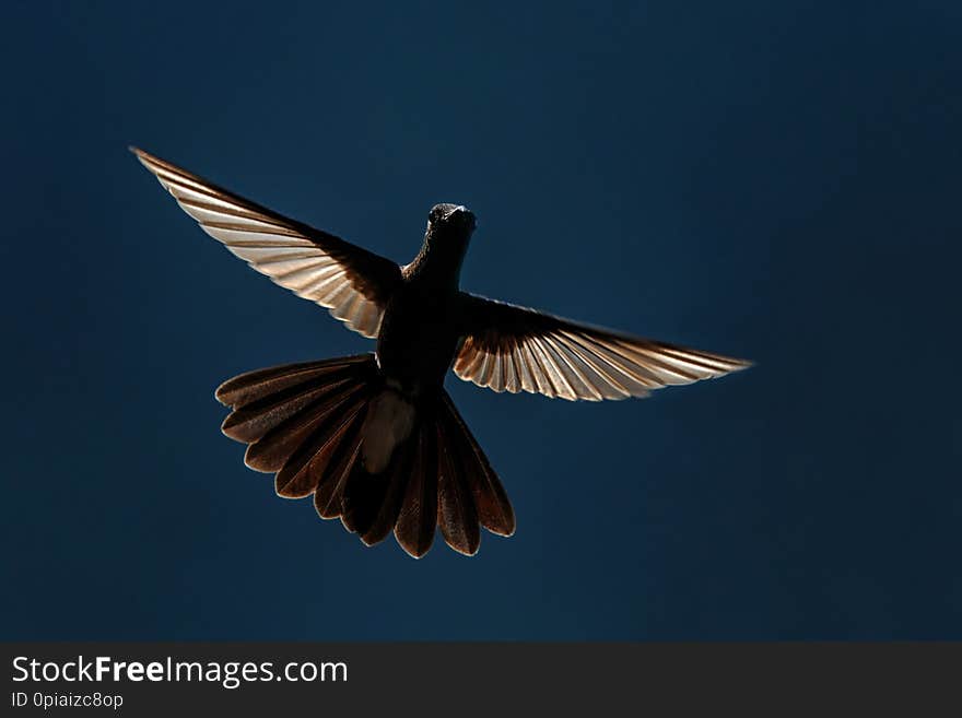 White-vented plumeleteer hovering in  air,tropical rainforest, Colombia,beautiful hummingbird with outstretched wings in back ligh