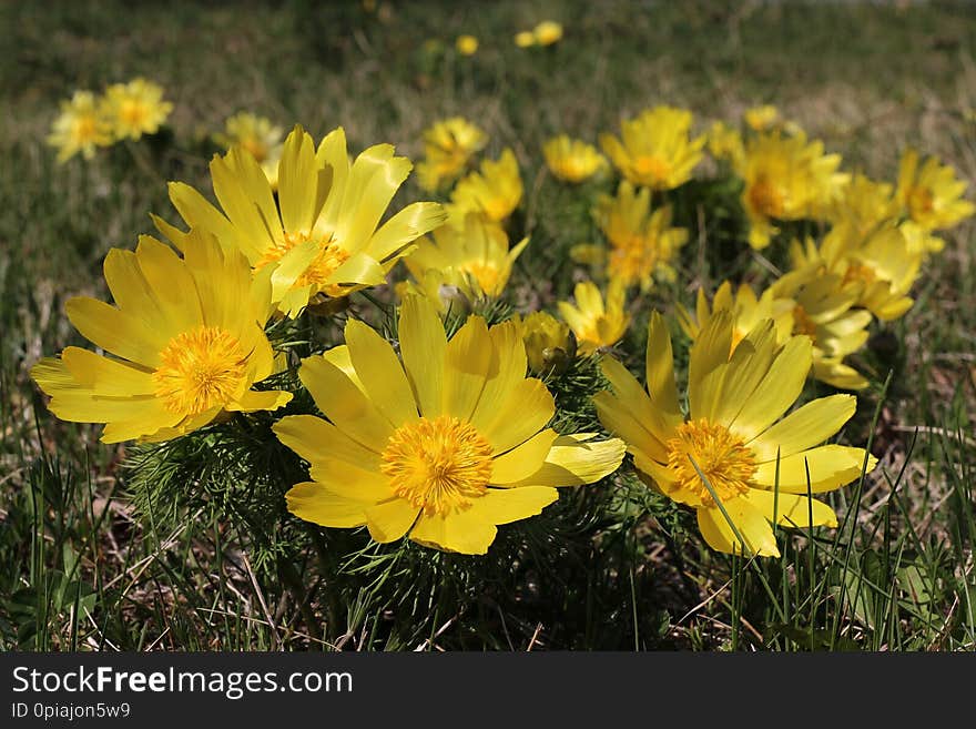 Yellow adonis blooming in a meadow