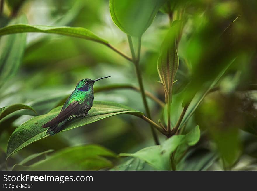 Green violet-ear sitting on leaf, hummingbird from tropical forest,Ecuador,bird perching,tiny bird resting in rainforest,clear col