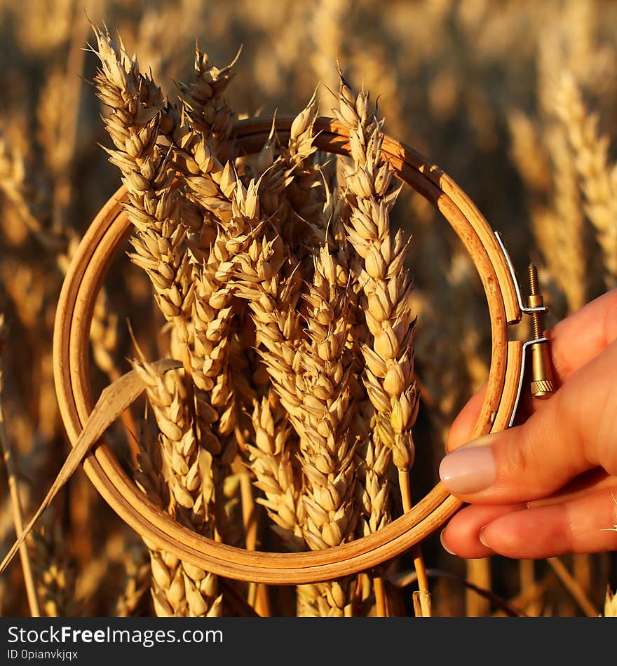 Wheat ears in the embroidery hoop. Field on sunset Harvest concept. Inspiration.